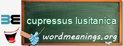 WordMeaning blackboard for cupressus lusitanica